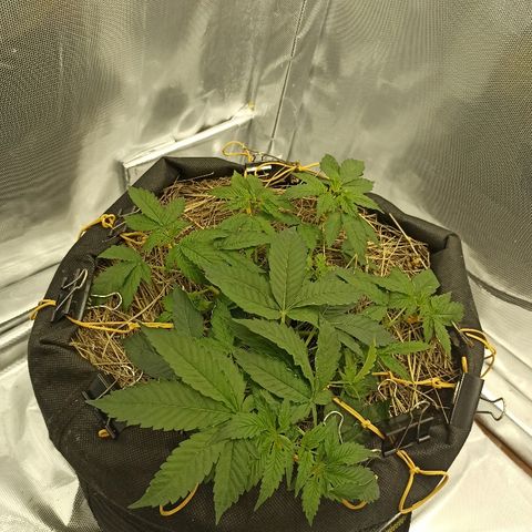 K-Train #1 growlog timeline photo