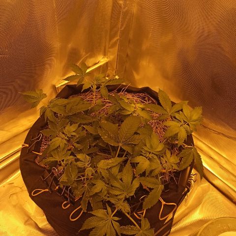 K-Train #1 growlog timeline photo