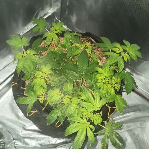 K-Train #1 growlog timeline photo