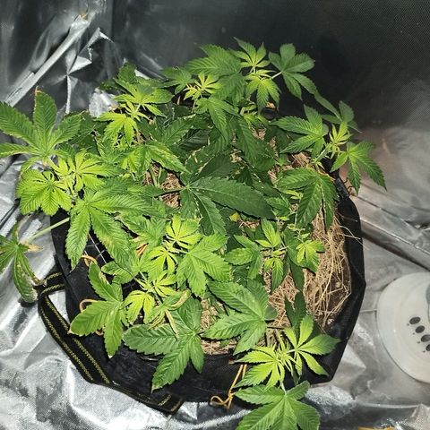 K-Train #1 growlog timeline photo