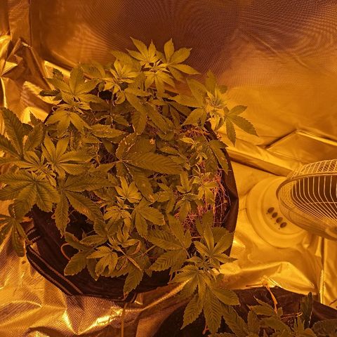 K-Train #1 growlog photo: Растет но с проблемами
