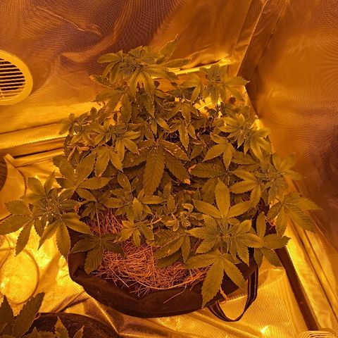 K-Train #1 growlog timeline photo