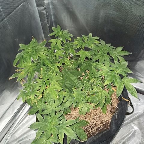 K-Train #1 growlog timeline photo