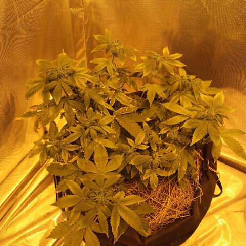 K-Train #1 growlog timeline photo
