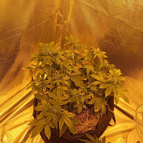 K-Train #1 growlog timeline photo