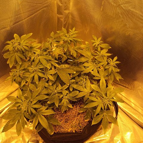 K-Train #1 growlog timeline photo