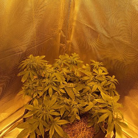 K-Train #1 growlog timeline photo
