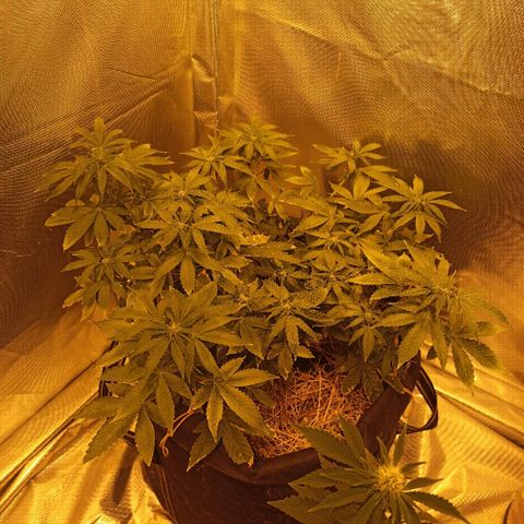 K-Train #1 growlog timeline photo