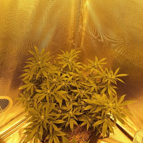 K-Train #1 growlog timeline photo