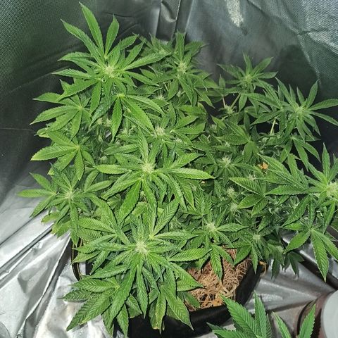 K-Train #1 growlog timeline photo
