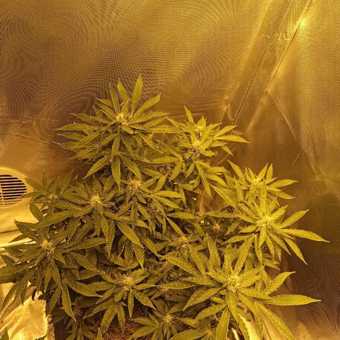 K-Train #1 growlog timeline photo