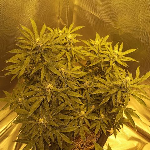 K-Train #1 growlog timeline photo