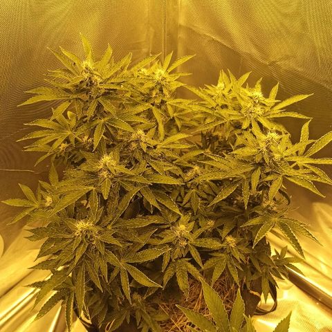 K-Train #1 growlog timeline photo