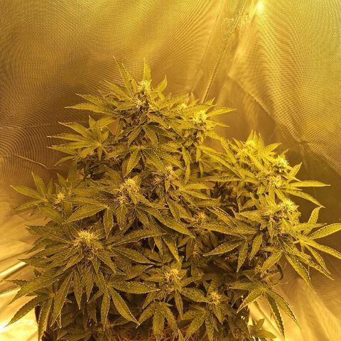 K-Train #1 growlog timeline photo