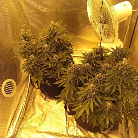 K-Train #1 growlog timeline photo