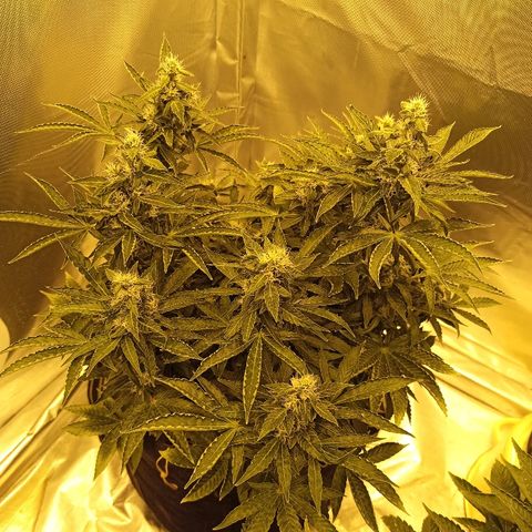 K-Train #1 growlog timeline photo