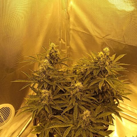 K-Train #1 growlog timeline photo