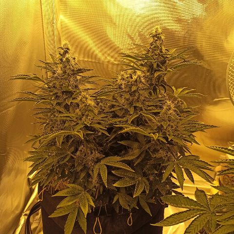 K-Train #1 growlog timeline photo