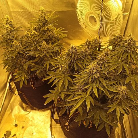 K-Train #1 growlog timeline photo
