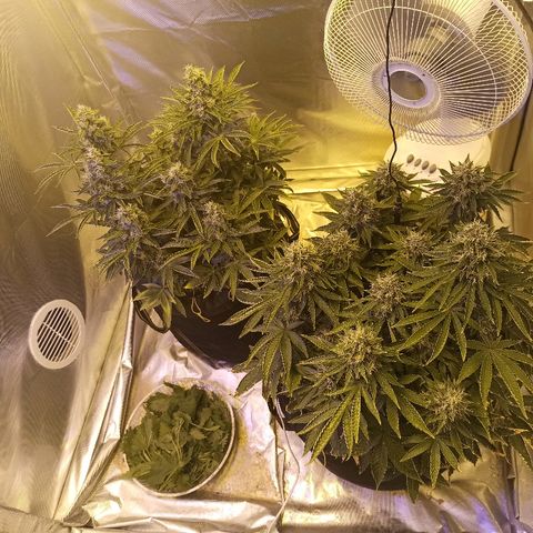K-Train #1 growlog timeline photo