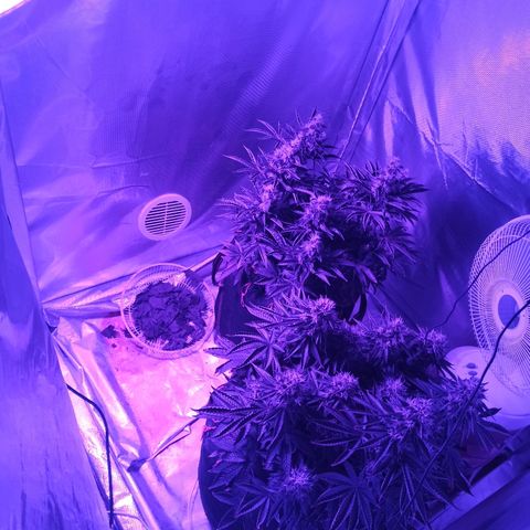 K-Train #1 growlog photo: Добавил Лэд