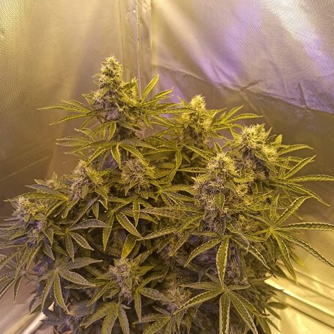 K-Train #1 growlog timeline photo