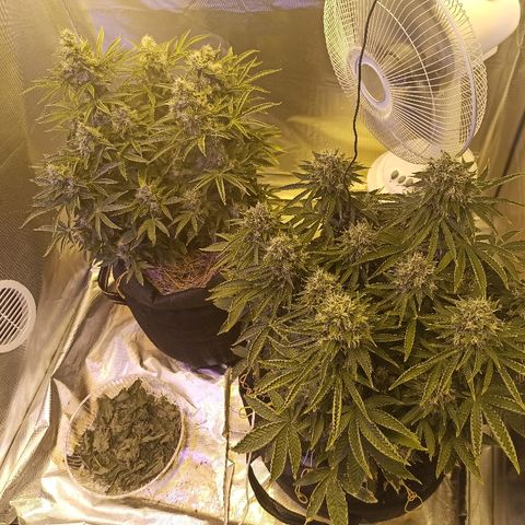 K-Train #1 growlog timeline photo