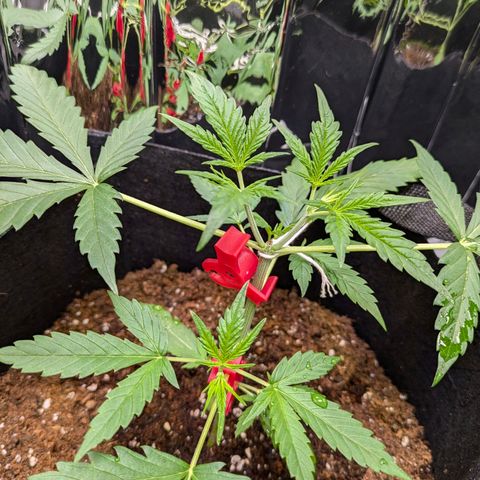 Blue Monster Automatic growlog timeline photo