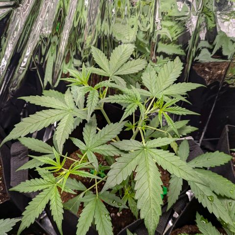 Blue Monster Automatic growlog timeline photo