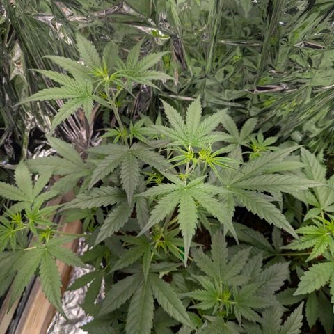 Blue Monster Automatic growlog timeline photo