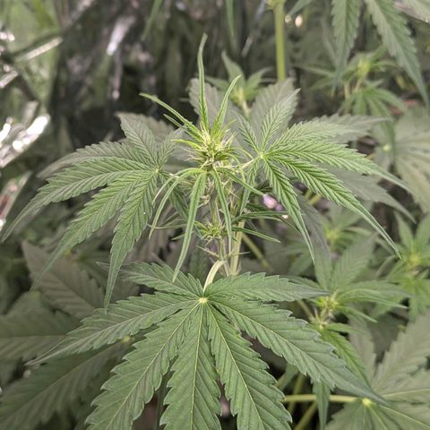 Blue Monster Automatic growlog timeline photo