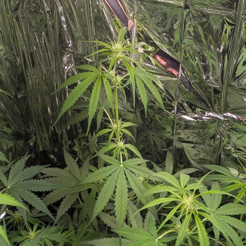 Blue Monster Automatic growlog timeline photo