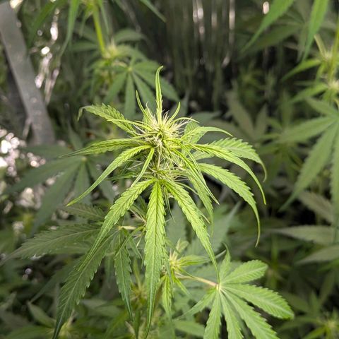 Blue Monster Automatic growlog timeline photo