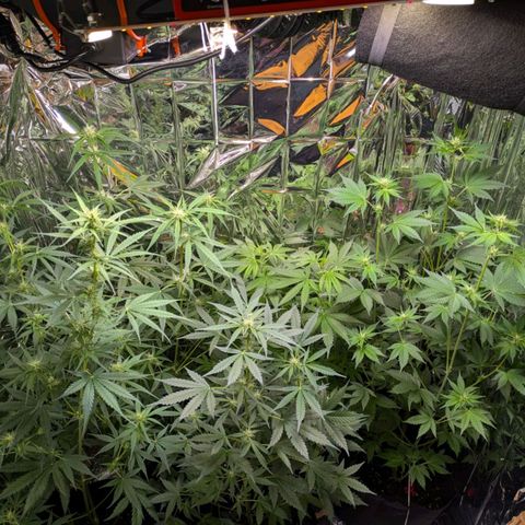 Blue Monster Automatic growlog timeline photo