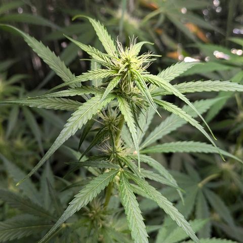 Blue Monster Automatic growlog timeline photo