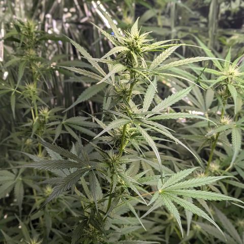 Blue Monster Automatic growlog timeline photo