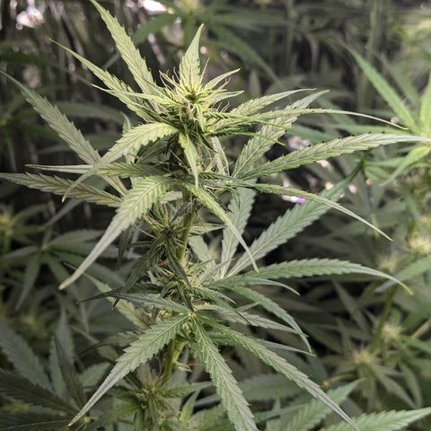 Blue Monster Automatic growlog timeline photo