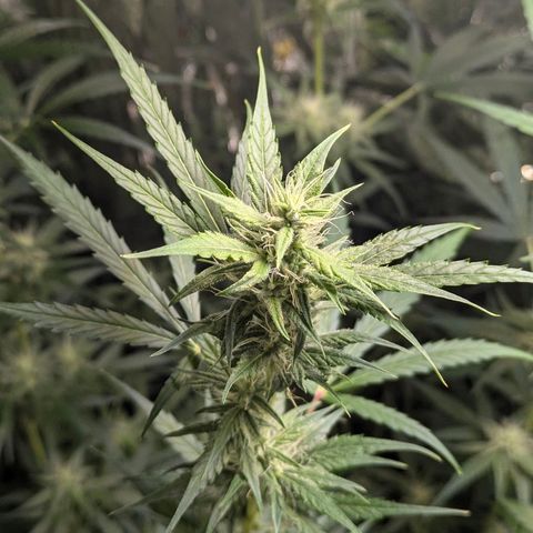 Blue Monster Automatic growlog timeline photo