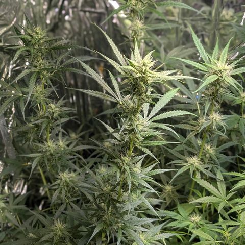 Blue Monster Automatic growlog timeline photo
