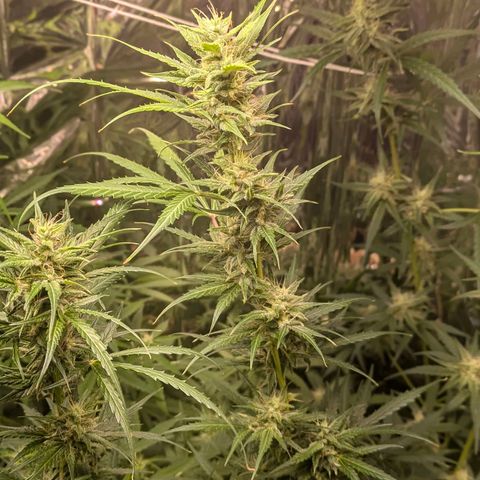 Blue Monster Automatic growlog timeline photo