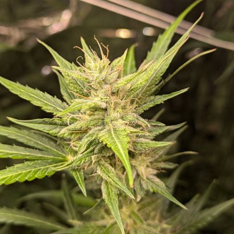 Blue Monster Automatic growlog timeline photo
