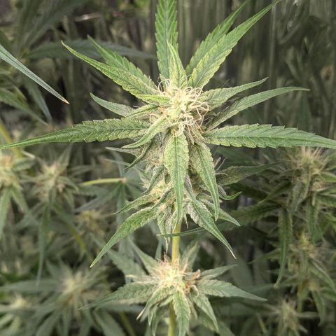Blue Monster Automatic growlog timeline photo