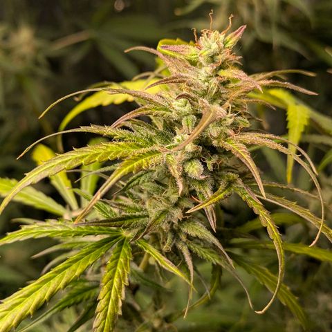 Blue Monster Automatic growlog timeline photo