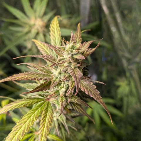 Blue Monster Automatic growlog timeline photo