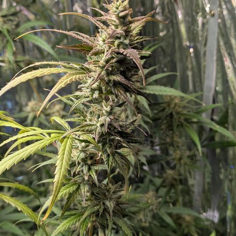 Blue Monster Automatic growlog timeline photo
