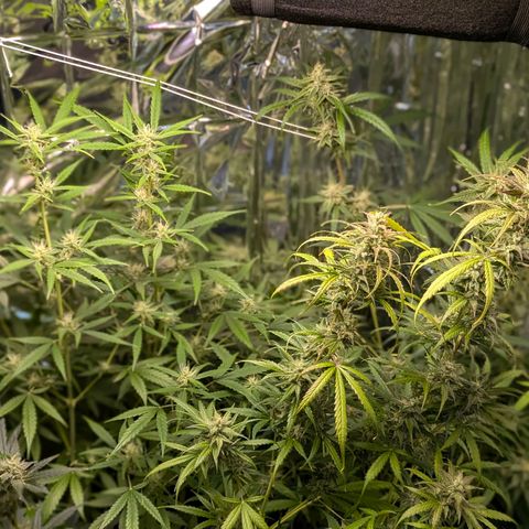 Blue Monster Automatic growlog timeline photo