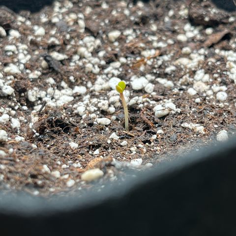 Goat Lato growlog timeline photo