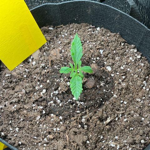 Goat Lato growlog timeline photo