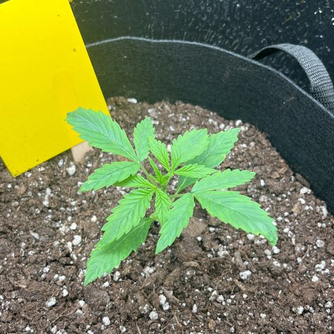 Goat Lato growlog timeline photo