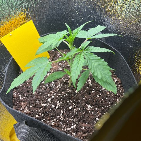 Goat Lato growlog timeline photo